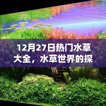 12月27日热门水草品种深度解析,水草世界的奥秘与观点碰撞