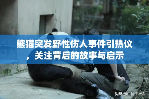 熊猫突发野性伤人事件引热议，关注背后的故事与启示