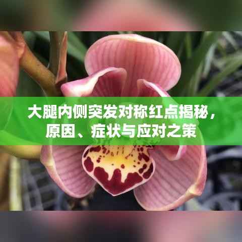 大腿内侧突发对称红点揭秘,原因、症状与应对之策