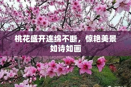 桃花盛开连绵不断,惊艳美景如诗如画