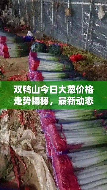 双鸭山今日大葱价格走势揭秘,最新动态一网打尽!