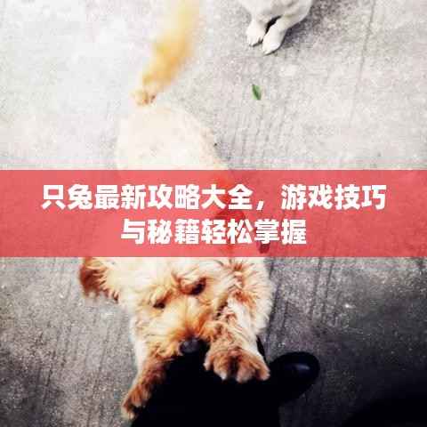只兔最新攻略大全,游戏技巧与秘籍轻松掌握