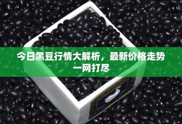 今日黑豆行情大解析,最新价格走势一网打尽