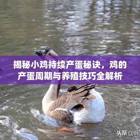 揭秘小鸡持续产蛋秘诀,鸡的产蛋周期与养殖技巧全解析