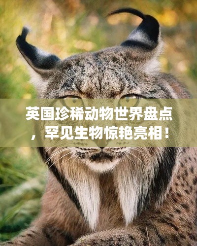 英国珍稀动物世界盘点，罕见生物惊艳亮相！