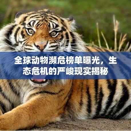 全球动物濒危榜单曝光,生态危机的严峻现实揭秘