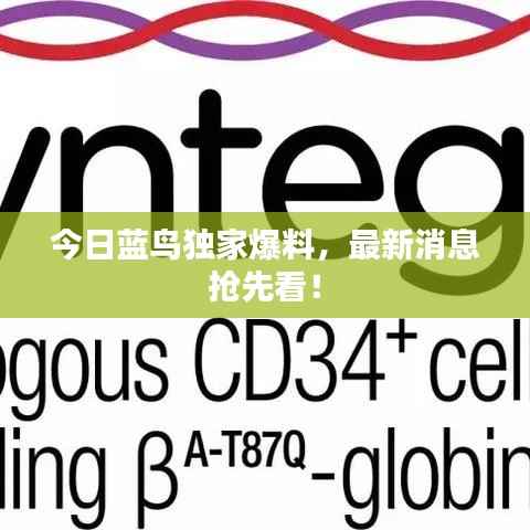 今日蓝鸟独家爆料,最新消息抢先看!