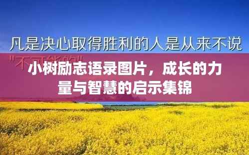 小树励志语录图片,成长的力量与智慧的启示集锦