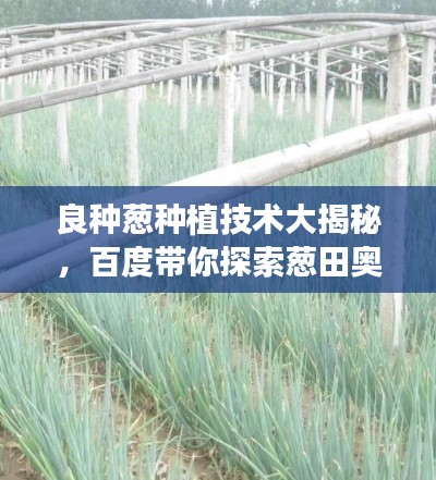 良种葱种植技术大揭秘，百度带你探索葱田奥秘！