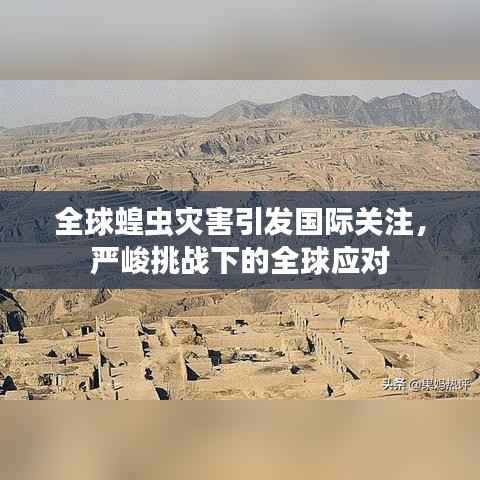 全球蝗虫灾害引发国际关注，严峻挑战下的全球应对