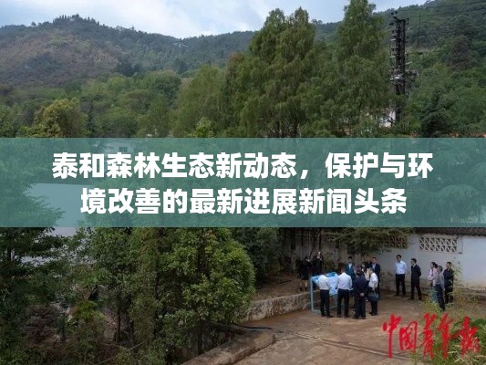 泰和森林生态新动态,保护与环境改善的最新进展新闻头条
